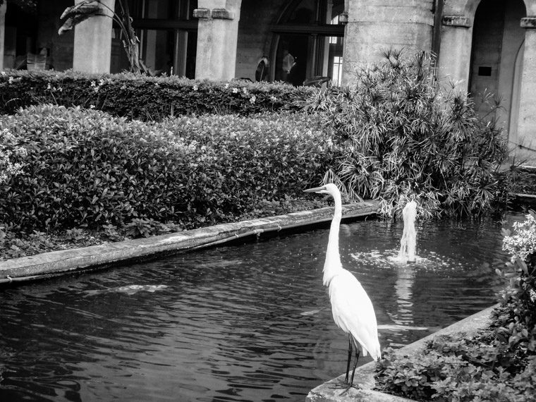 Lightner Museum bird and koi fish