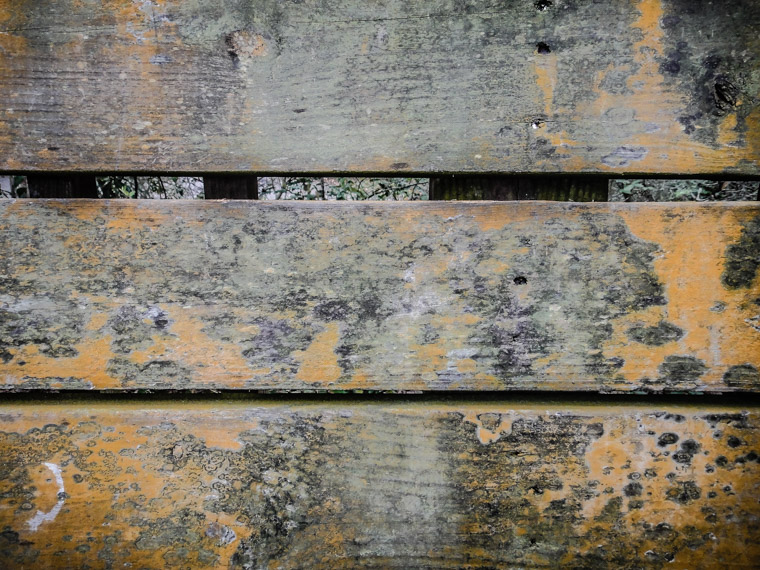 Lichen on vail point bench