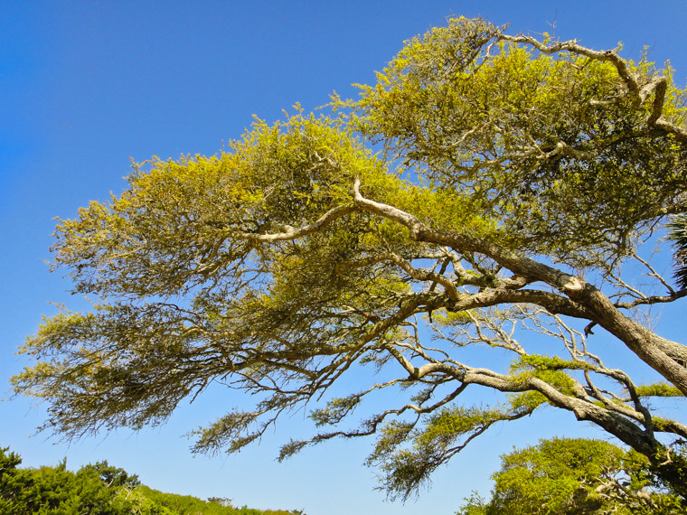 Anastasia State Park Oak Trees