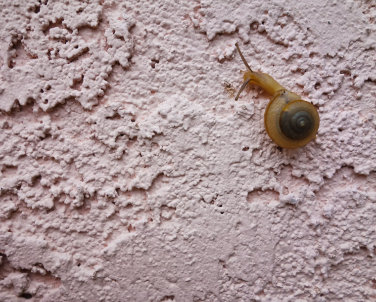 Snail on stucco wall