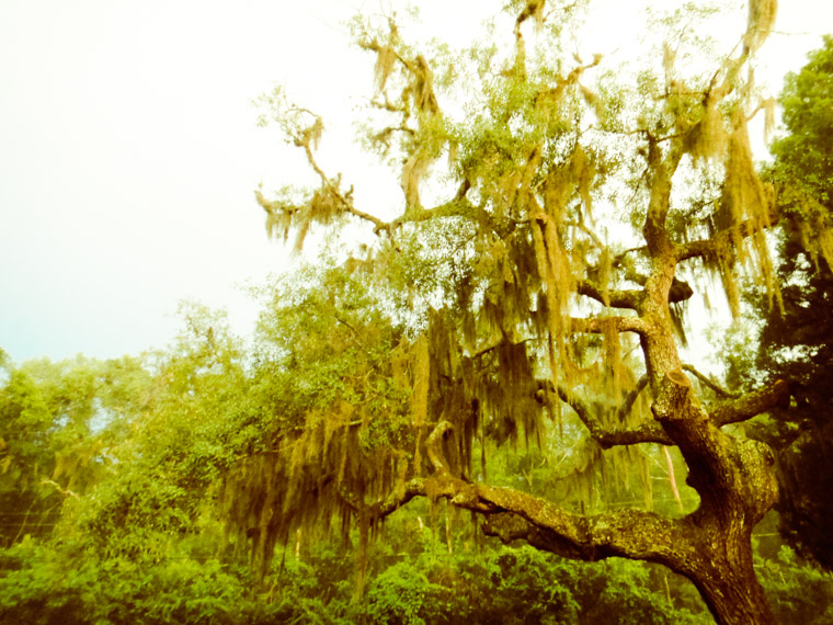 Live oak and moss