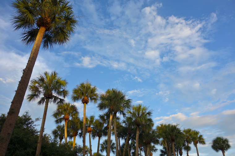 Flagler College palm garden skyline