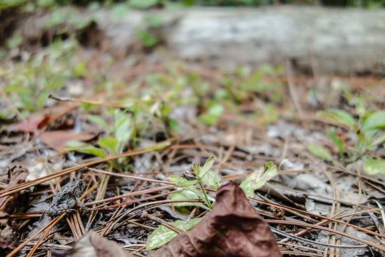 Treaty park frog on pine needles