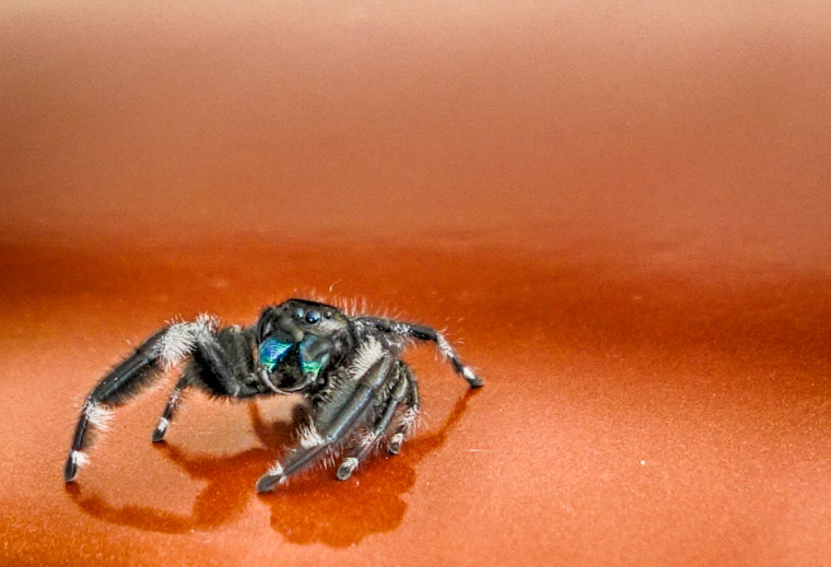 Phidippus audax spider on a car