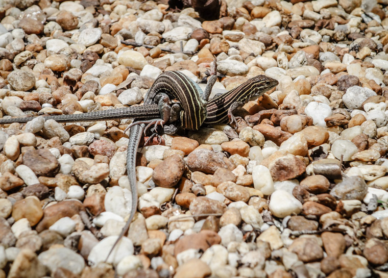 Lizards mating