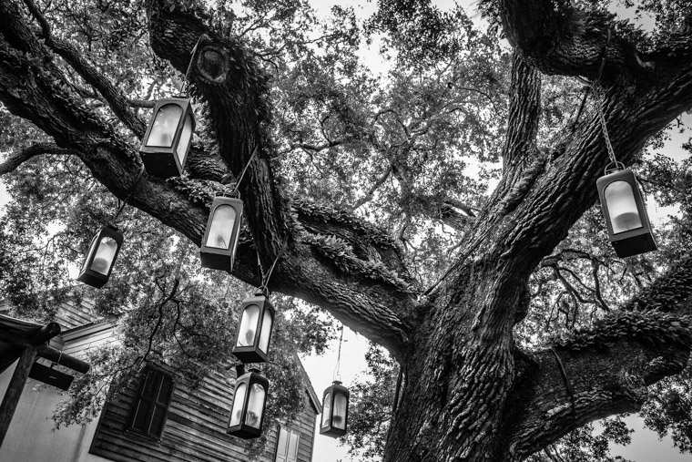 Spanish Quarter Live Oak Tree Lights