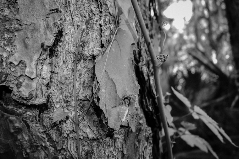 Treaty park tree vine