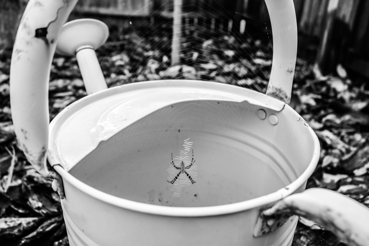 spider web over watering can in garden