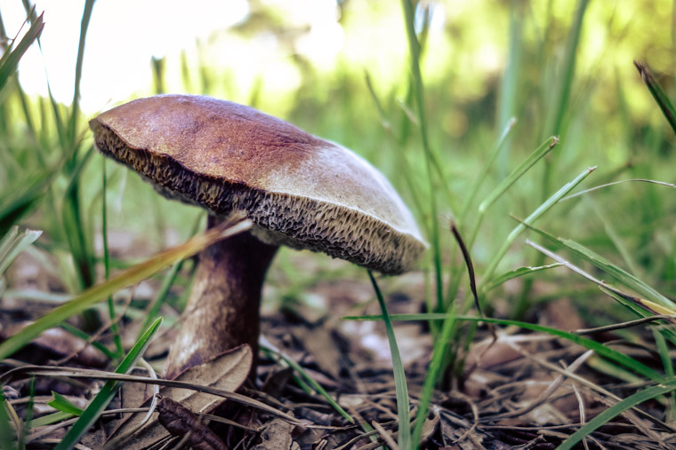 Two color Mushroom in grass