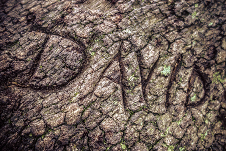 The name david carved into tree at pope road park