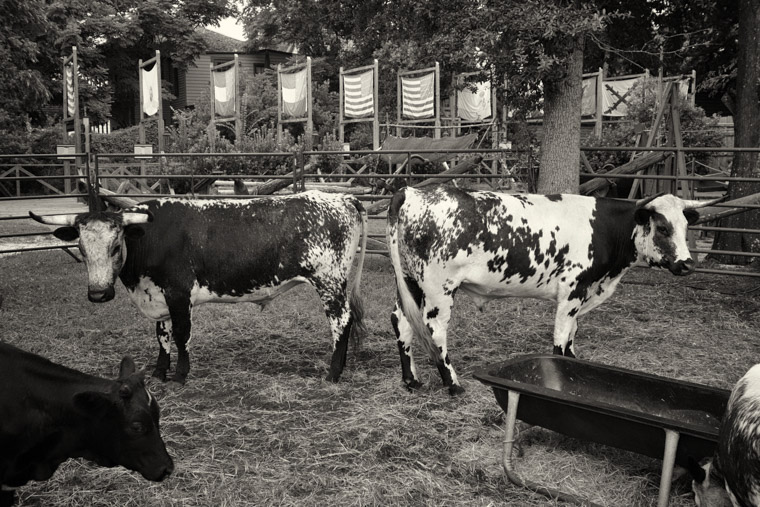 Andalusian cattle cracker cows