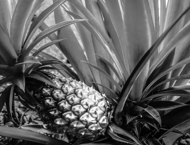 Ripe Pineapple growing in backyard garden