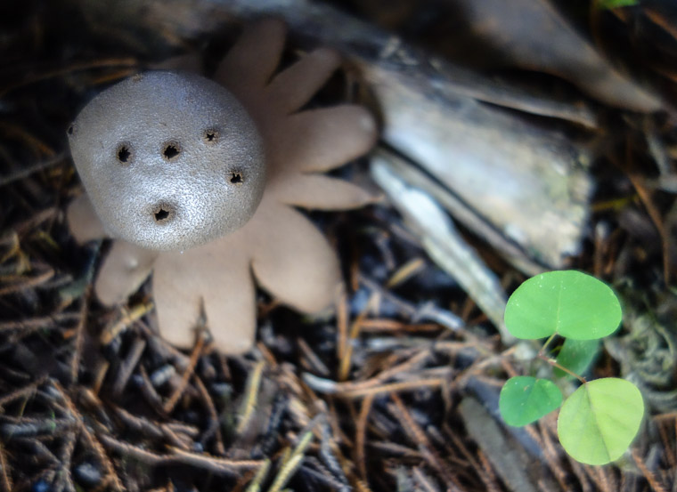 weird Mushroom found in yard