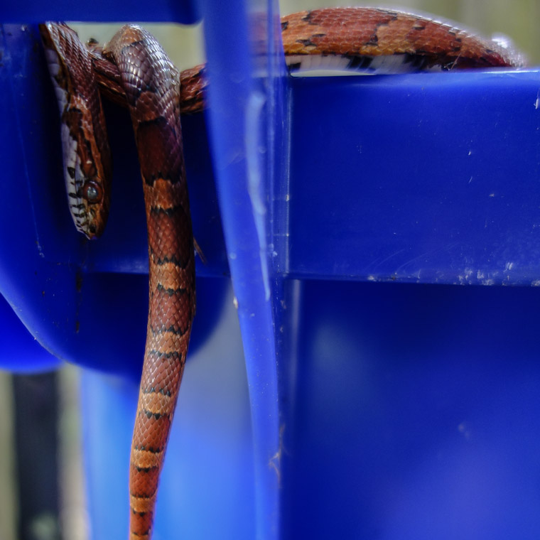 Eastern Corn Snake trapped in trash can lid