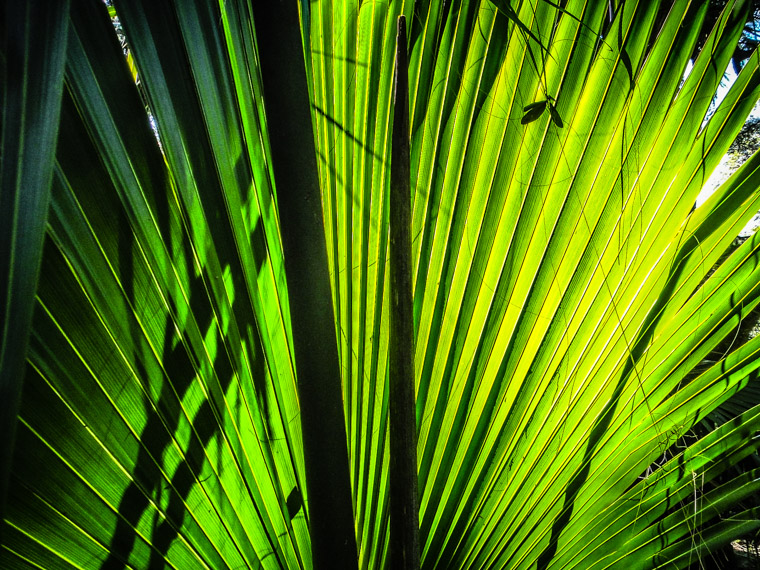 Backlit palm frond