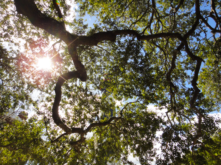 Lighthouse and live oaks with sunshine