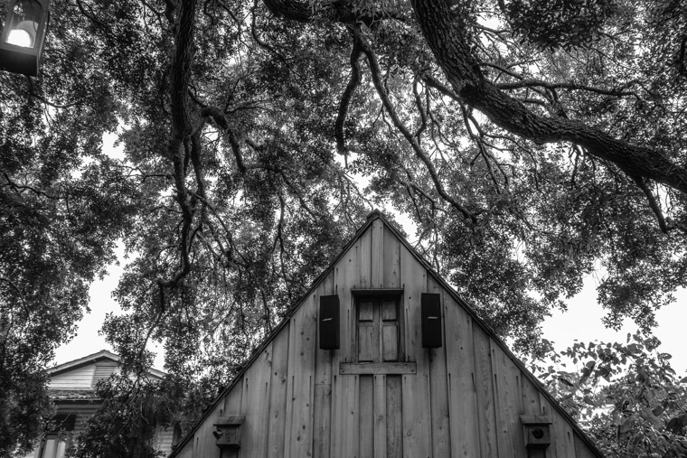 Spanish Quarter Live oaks