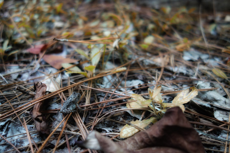 Small frog in fall leaves