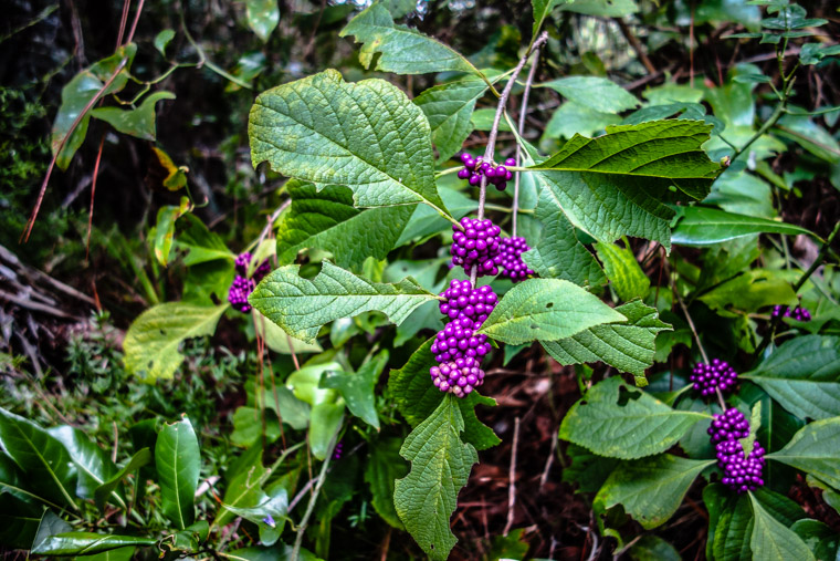 American beautyberry Callicarpa americana beauty berry
