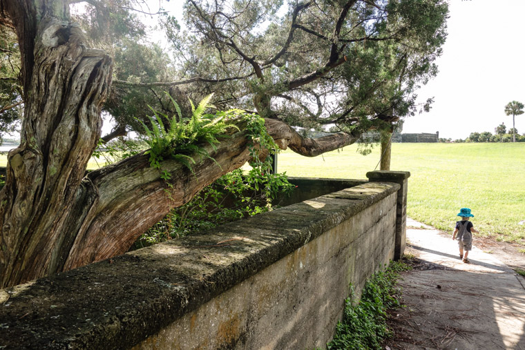 Live Oak Coquina Wall at Fort with James