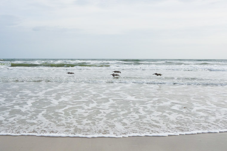 Four pelicans flying low over waves