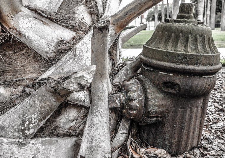 Fire hydrant and palm tree at Flagler College