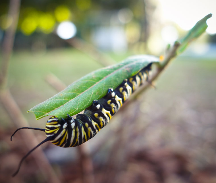 Monarch Caterpillar eating milkweed leaf