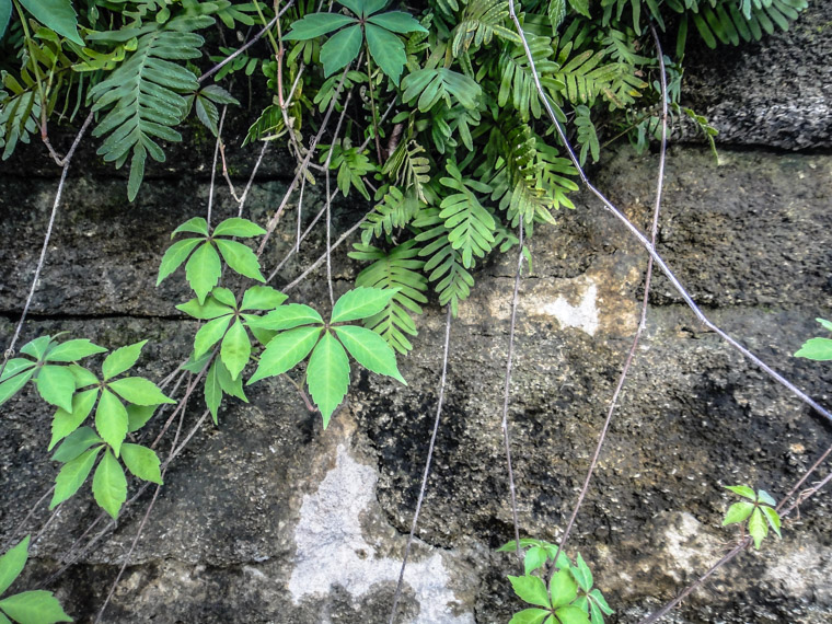 Plants growing over stone wall