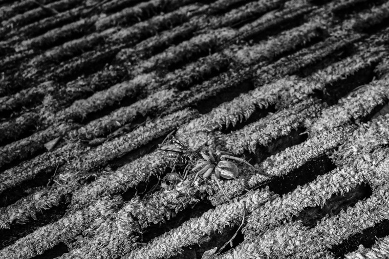 Wasp and wolf spider fighting