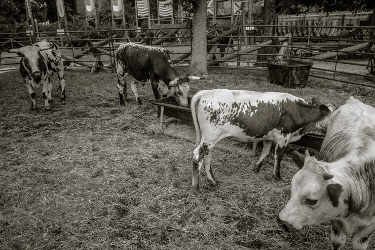 Andalusian Cracker Cattle Cows