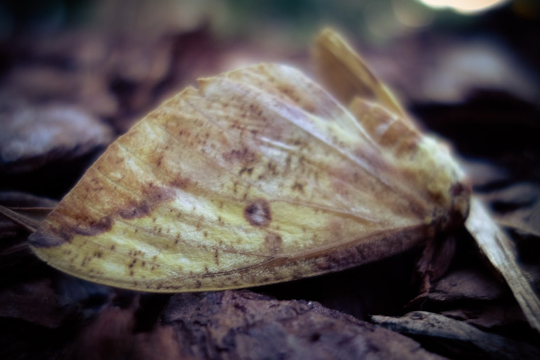 Dead moth on mulch