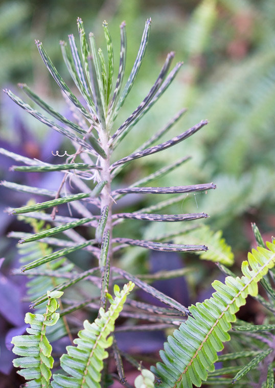 Plant growing wild in yard