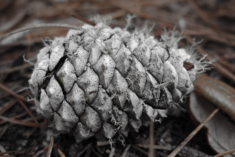 Pine cone with lichen