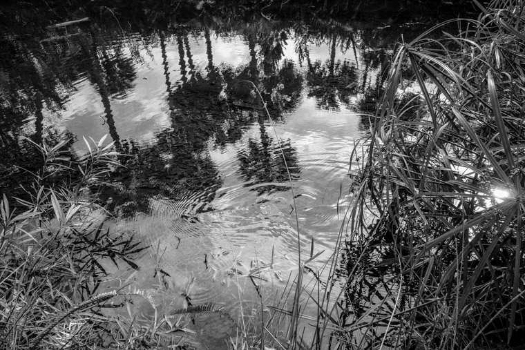Washington Oaks Koi Pond Snake Palm Tree Reflection