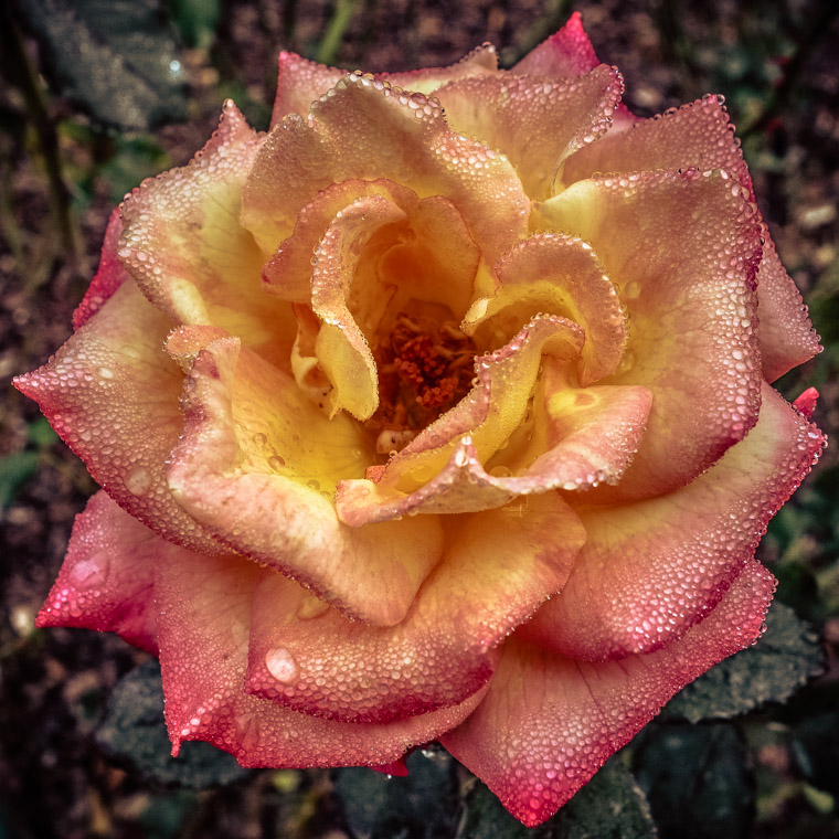 Rose at Washinton Oaks Gardens State Park
