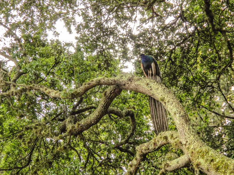 Fountain of Youth peacock in tree