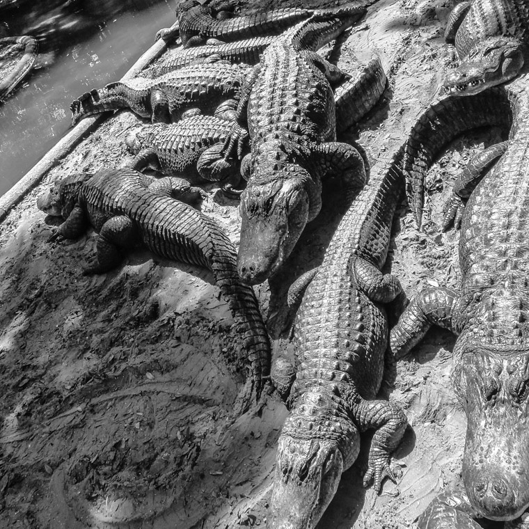 Alligator farm pile