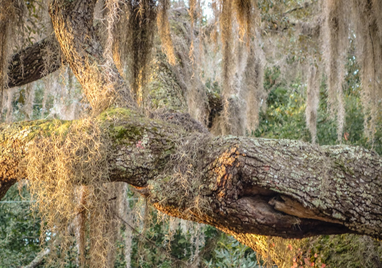 Squirrel living in live oak tree