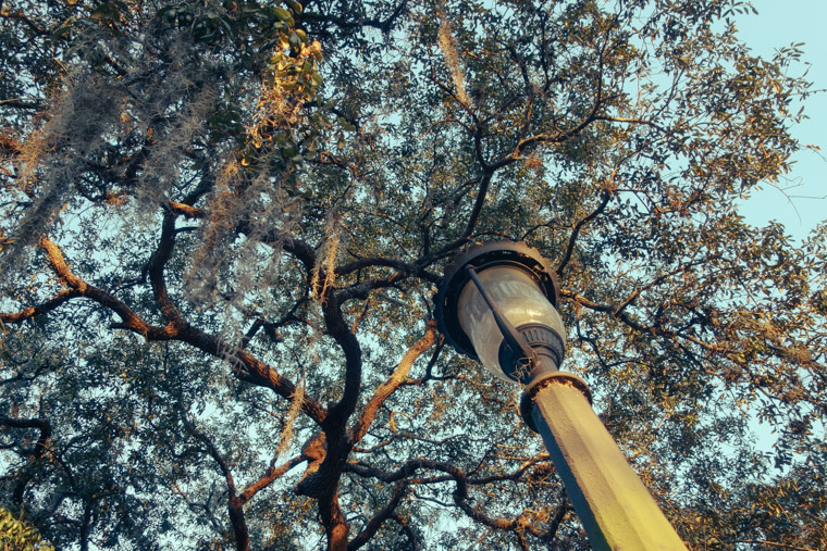Lightpole and live oaks at playground