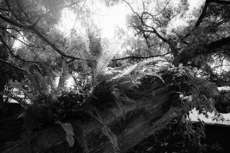 Fern on live oak in the sun