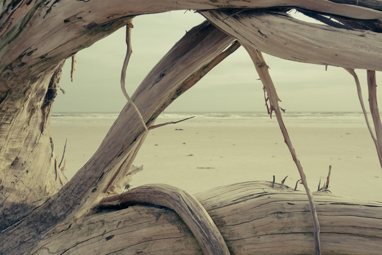 Driftwood on beach