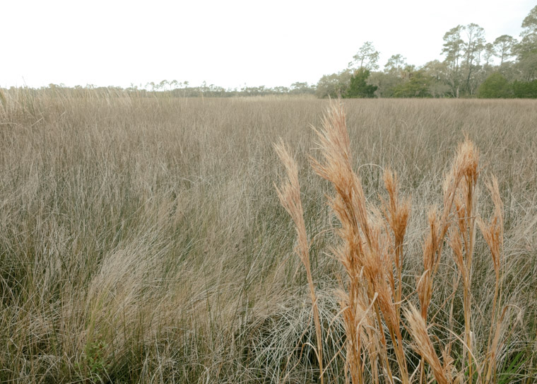 Faver Dykes Marsh Field