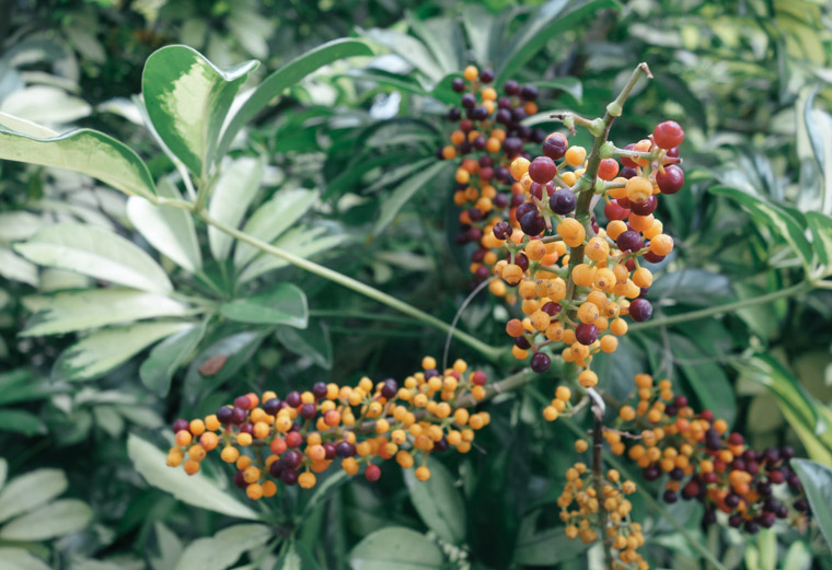 Washinton oaks state park berries on plant