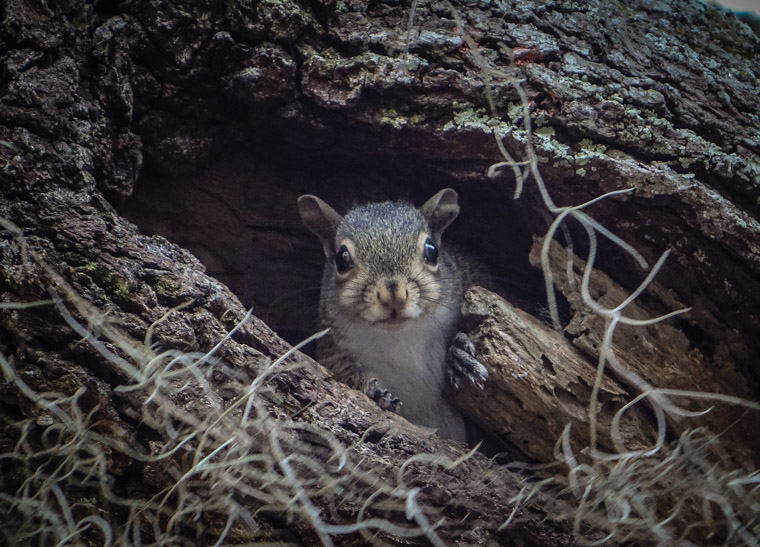 Squirrel living in tree trunk