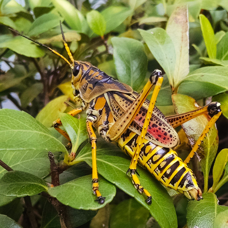 Grasshopper bug on bush