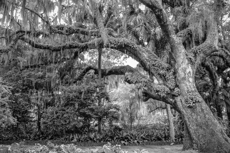 Live Oak at Washington Oaks State Park