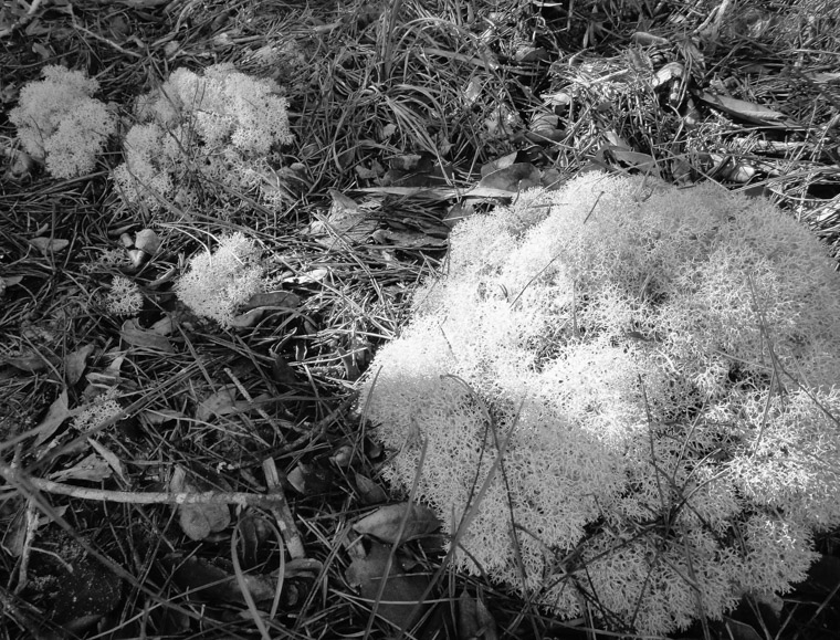 Lichen at Moses creek trail.