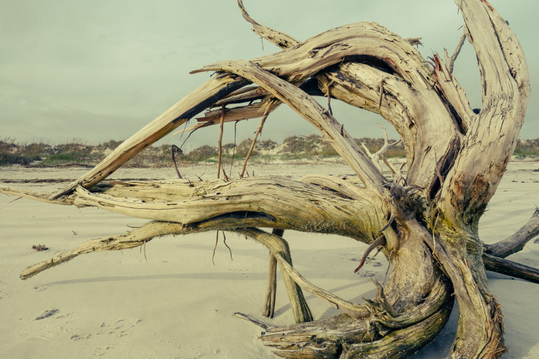 Driftwood on beach