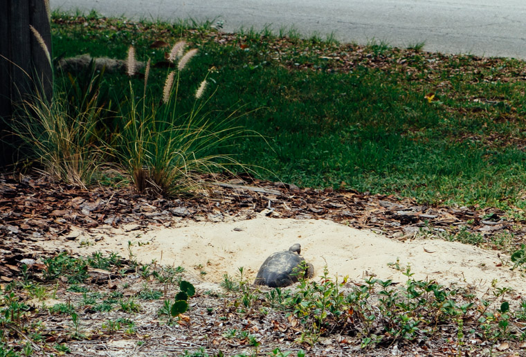 Gopher Tortoise turtle hole in yard