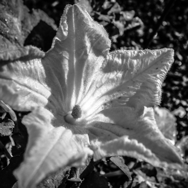 Zucchini flower